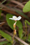 dwarf sundew